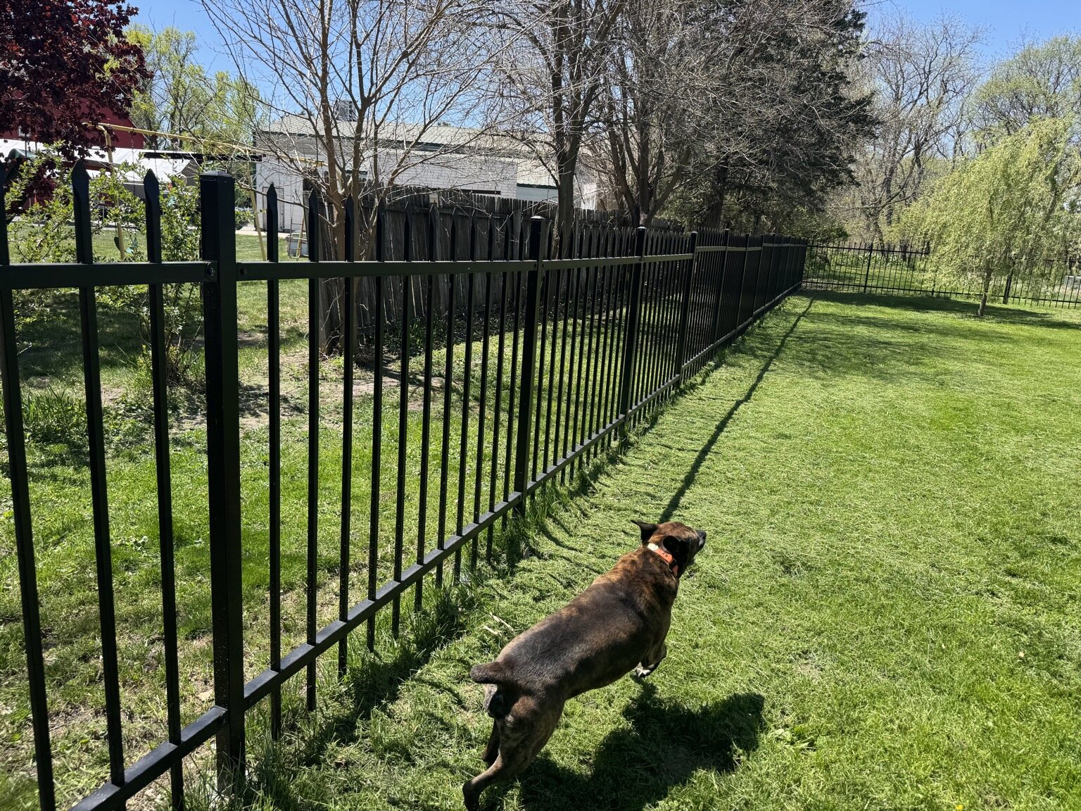 Dog beside black decorative steel fencing enclosing a sloped residential yard